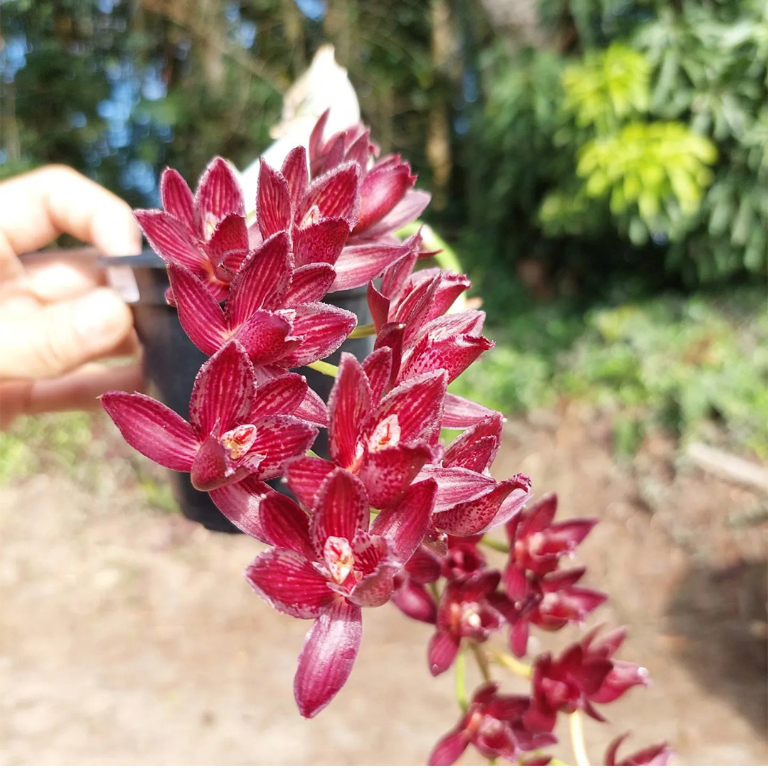 orquidario-1